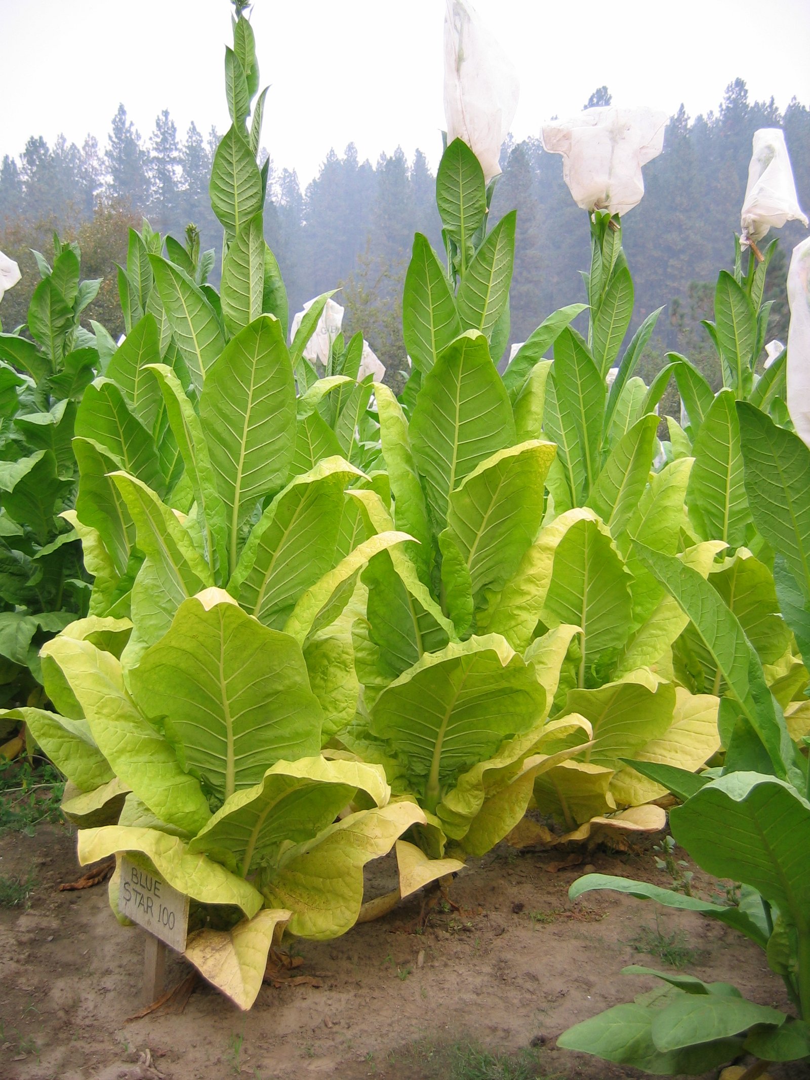  Photo showing Blue Star growing