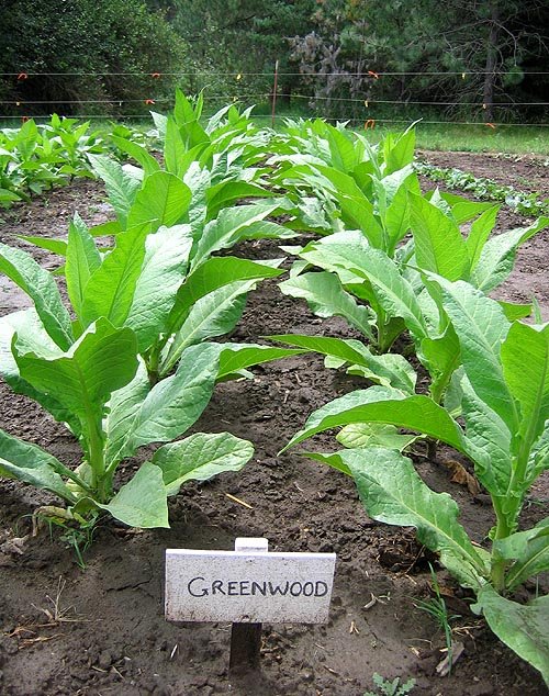 Photo showing Greenwood growing