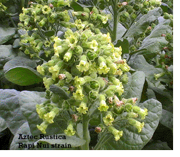 Photo showing Aztec Rustica growing