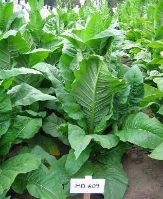Photo showing Maryland growing