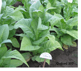 Photo showing Oxford 207 growing