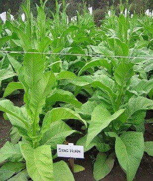 Photo showing Stag Horn growing