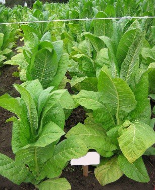 Photo showing Burley Original growing