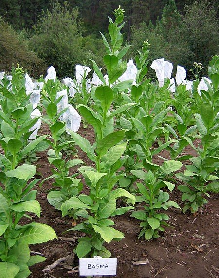 Photo showing Turkish Basma growing