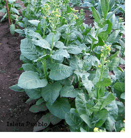 Photo showing Isleta Pueblo growing