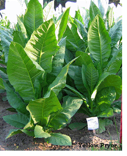 Photo showing Yellow Pryor growing