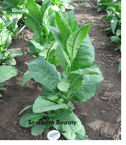 Photo showing Southern Beauty growing