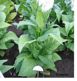 Photo showing Costello growing