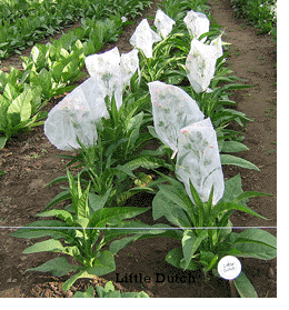 Photo showing Little Dutch growing