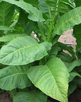Photo showing Dixie Bright growing