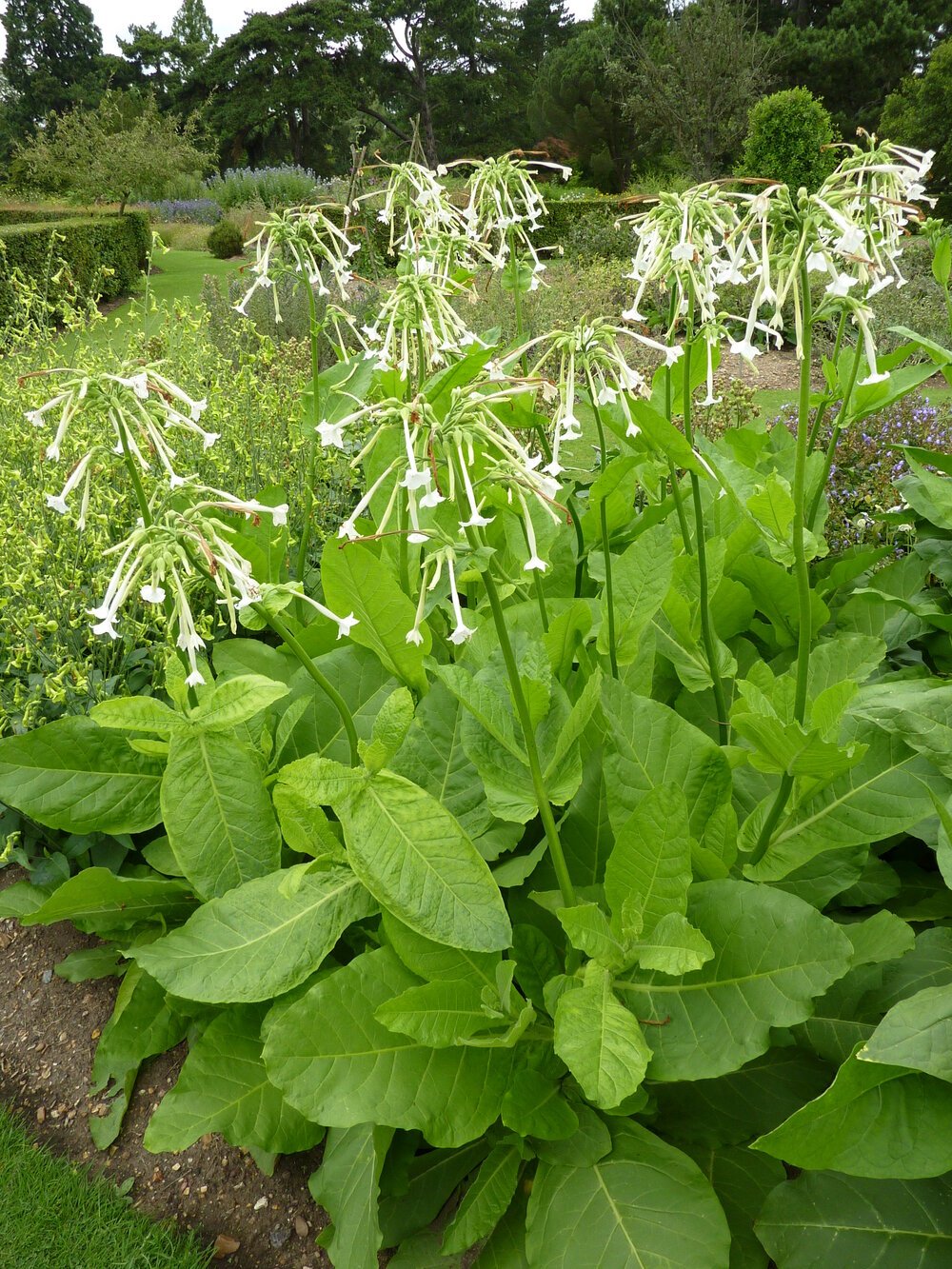 Photo showing Argentinean Sylvestris growing