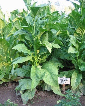 Photo showing Hickory Pryor growing
