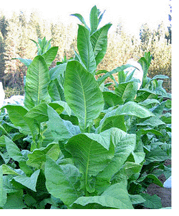 Photo showing Green Brior growing