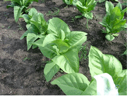 Photo showing Paris Wrapper growing