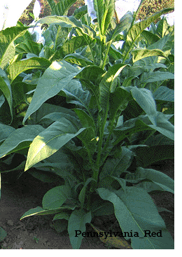 Photo showing Pennsylvania Red growing