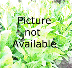 Photo showing Virginian Gold #2 growing