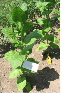 Photo showing Turkish Samsun growing