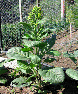 Photo showing Mohawk Rustica growing
